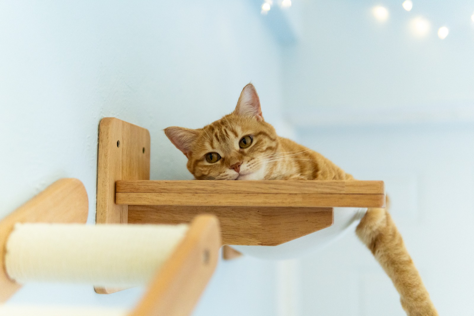Luna, an orange tabby cat, resting on a wooden wall shelf and looking at the camera